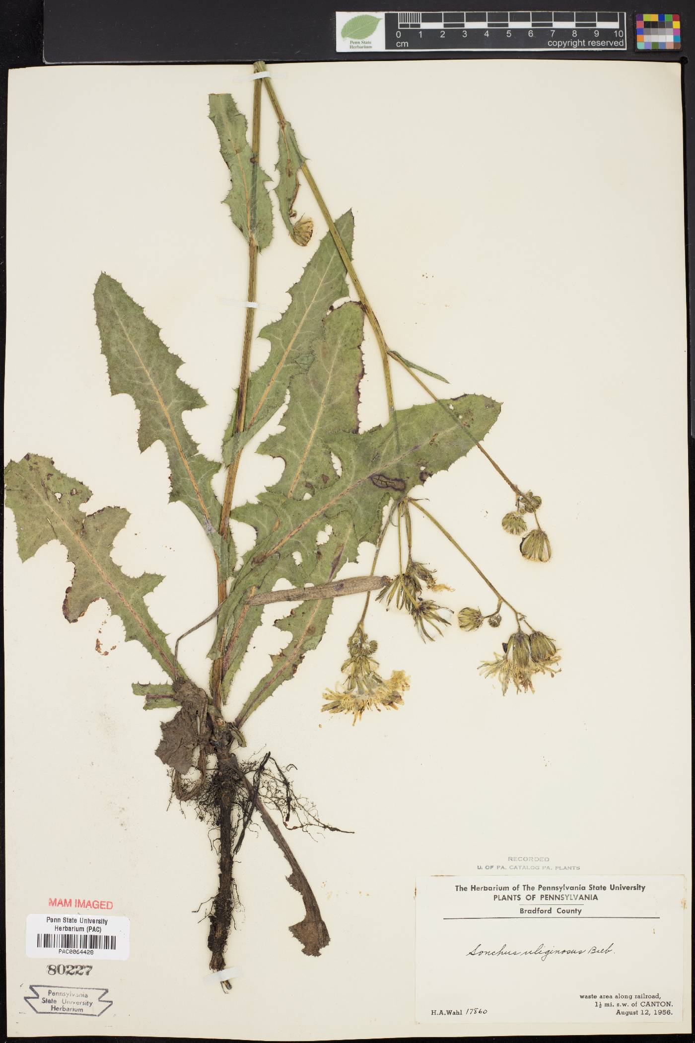 Sonchus arvensis subsp. uliginosus image