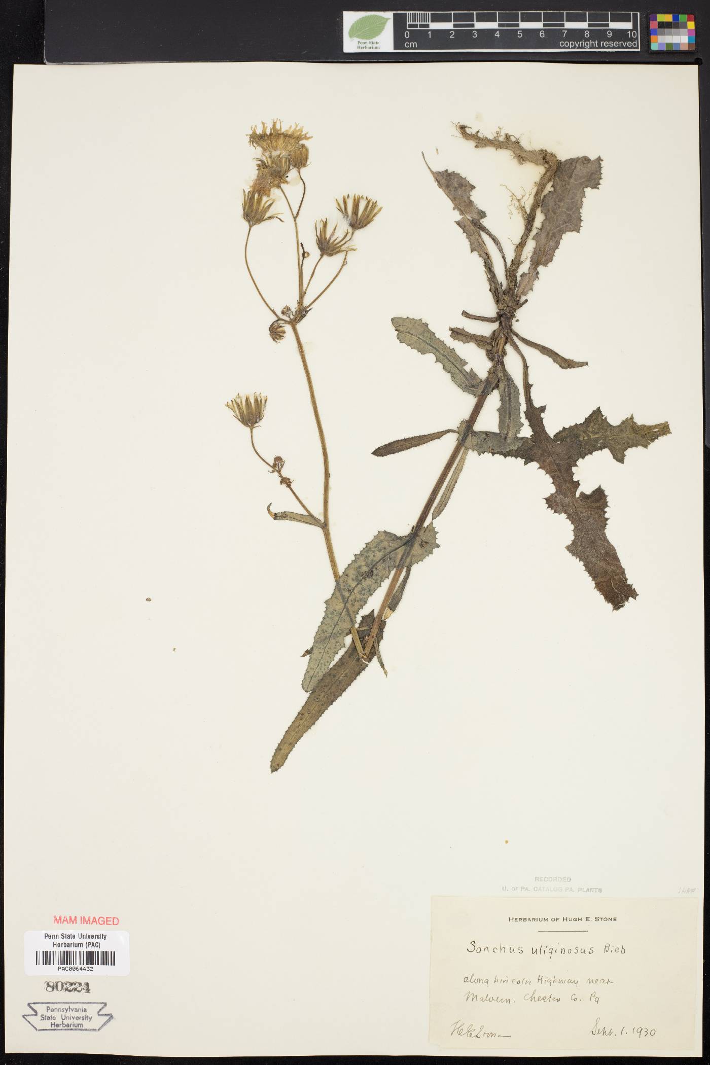 Sonchus arvensis subsp. uliginosus image
