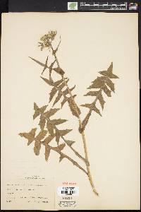 Sonchus oleraceus image