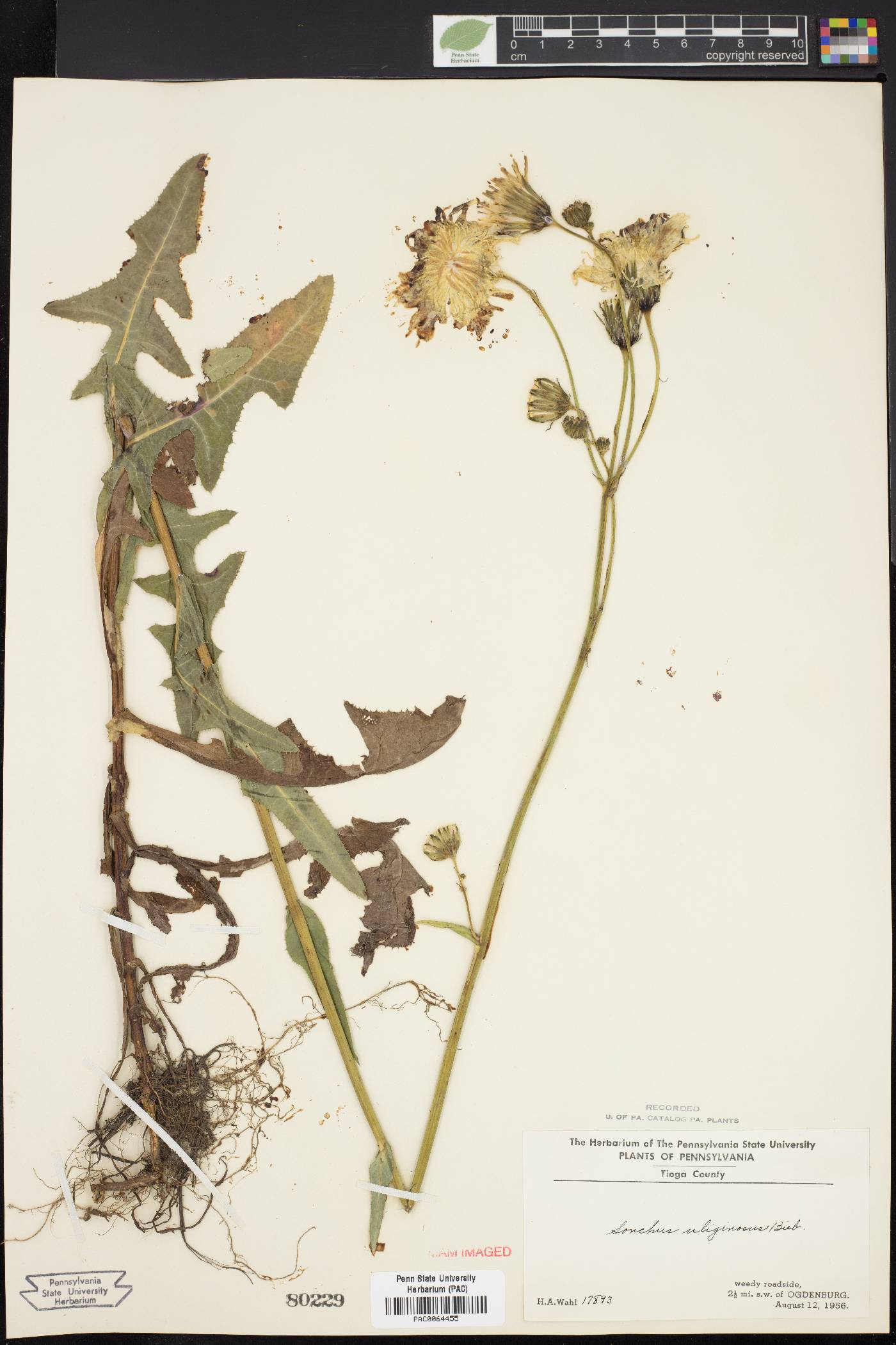 Sonchus arvensis image