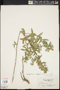 Symphyotrichum oblongifolium image