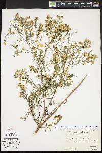 Symphyotrichum pilosum var. pringlei image