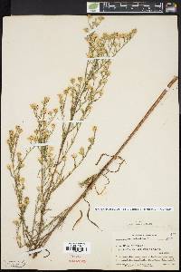 Symphyotrichum pilosum var. pringlei image