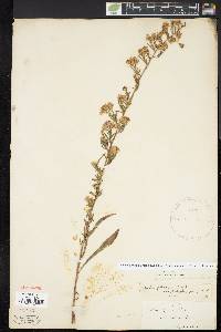 Symphyotrichum pilosum var. pringlei image