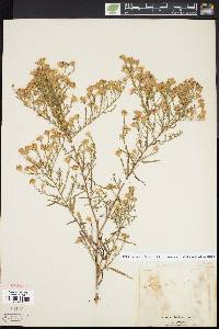 Symphyotrichum pilosum var. pringlei image