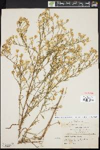 Symphyotrichum pilosum var. pringlei image