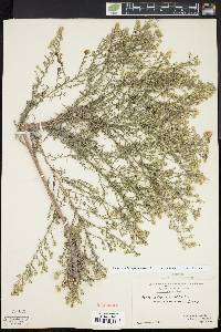 Symphyotrichum pilosum var. pringlei image