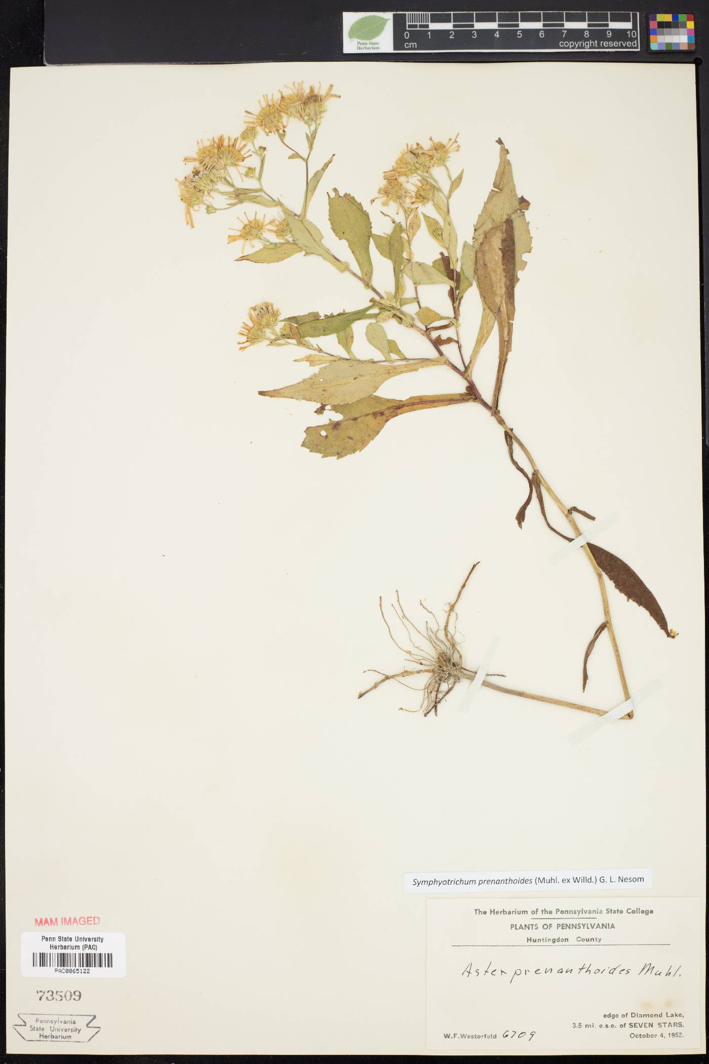 Symphyotrichum prenanthoides image