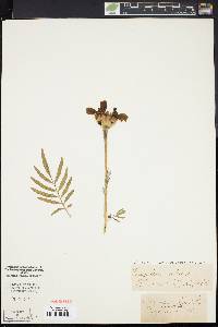 Tagetes erecta image