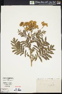 Tanacetum vulgare image