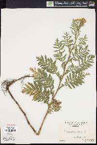 Tanacetum vulgare image