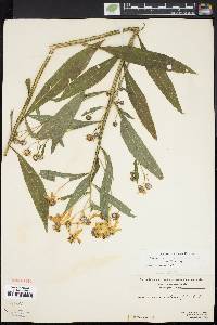 Verbesina alternifolia image