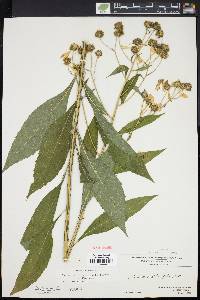 Verbesina alternifolia image