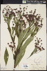 Vernonia noveboracensis image