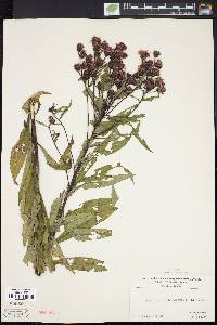 Vernonia noveboracensis image