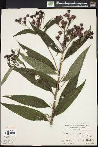 Vernonia noveboracensis image