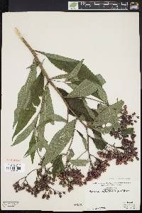 Vernonia noveboracensis image