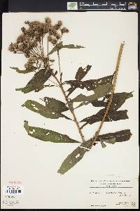 Vernonia noveboracensis image