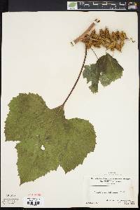 Xanthium strumarium var. glabratum image