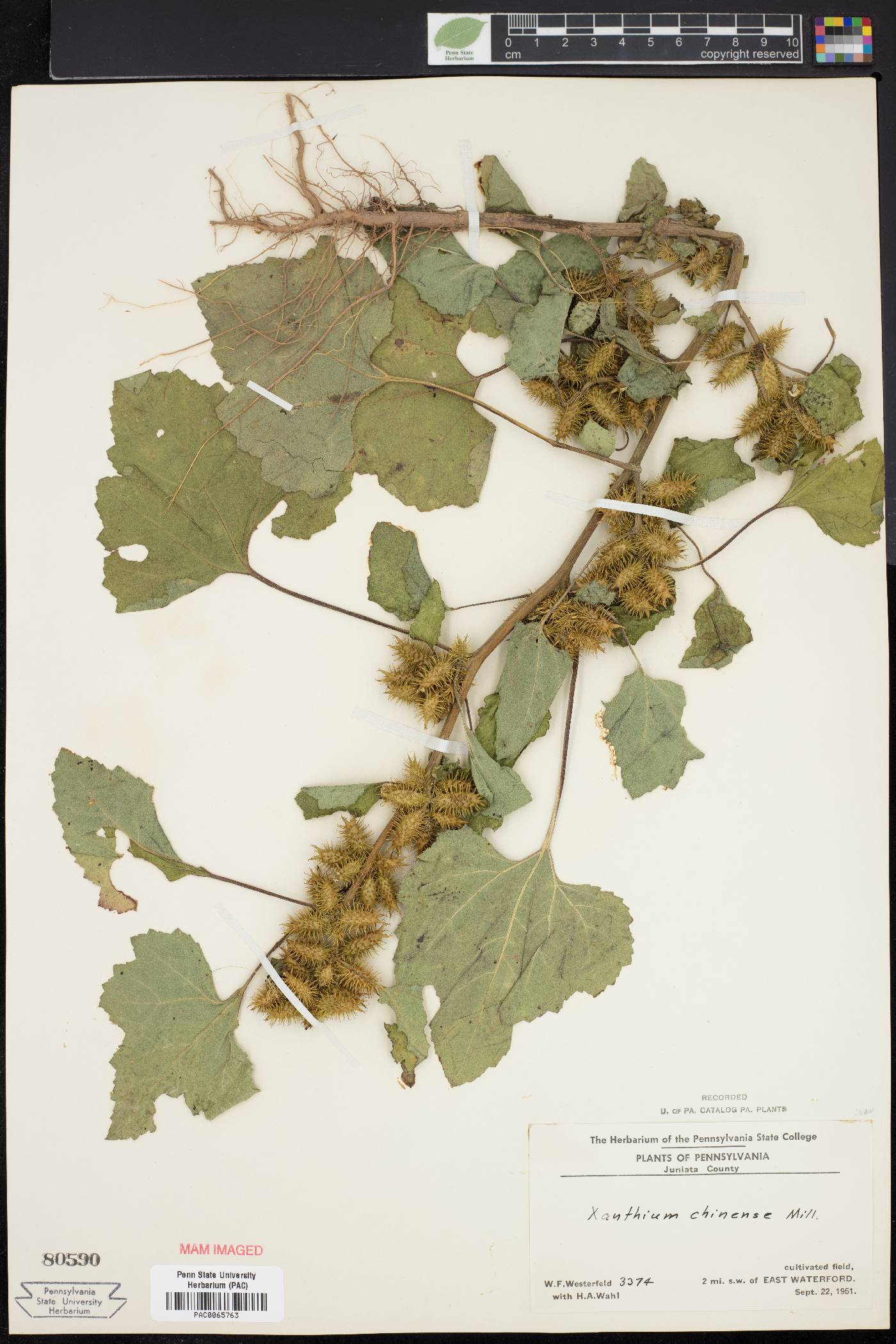 Xanthium strumarium var. glabratum image