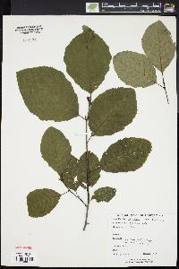 Alnus rugosa image