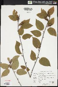 Betula alleghaniensis image