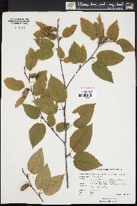 Betula alleghaniensis image