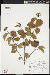 Viburnum dentatum var. lucidum image