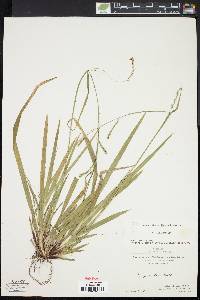 Carex arctata image