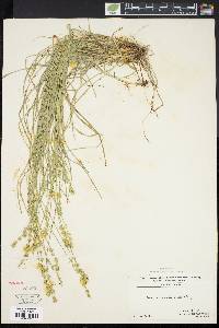 Carex convoluta image