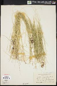 Carex echinata image