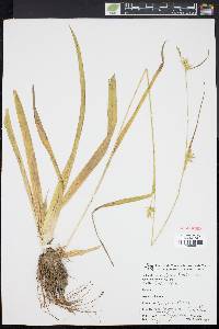 Carex folliculata image