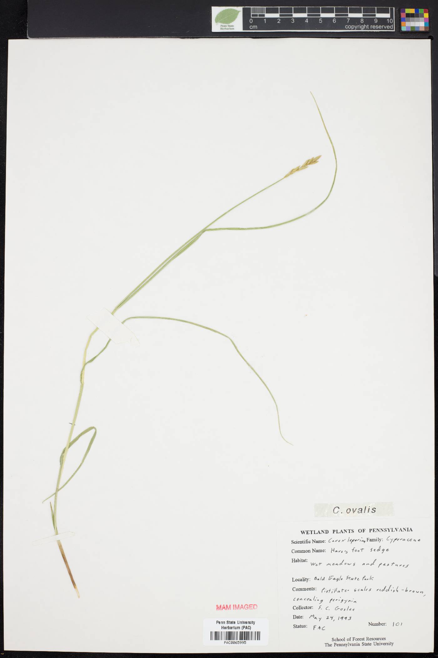 Carex ovalis image