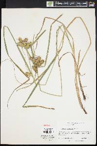 Carex retrorsa image