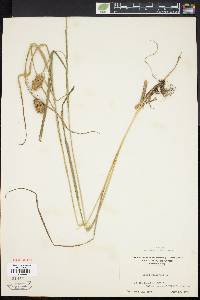 Carex squarrosa image