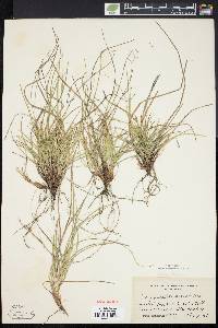 Carex tonsa image