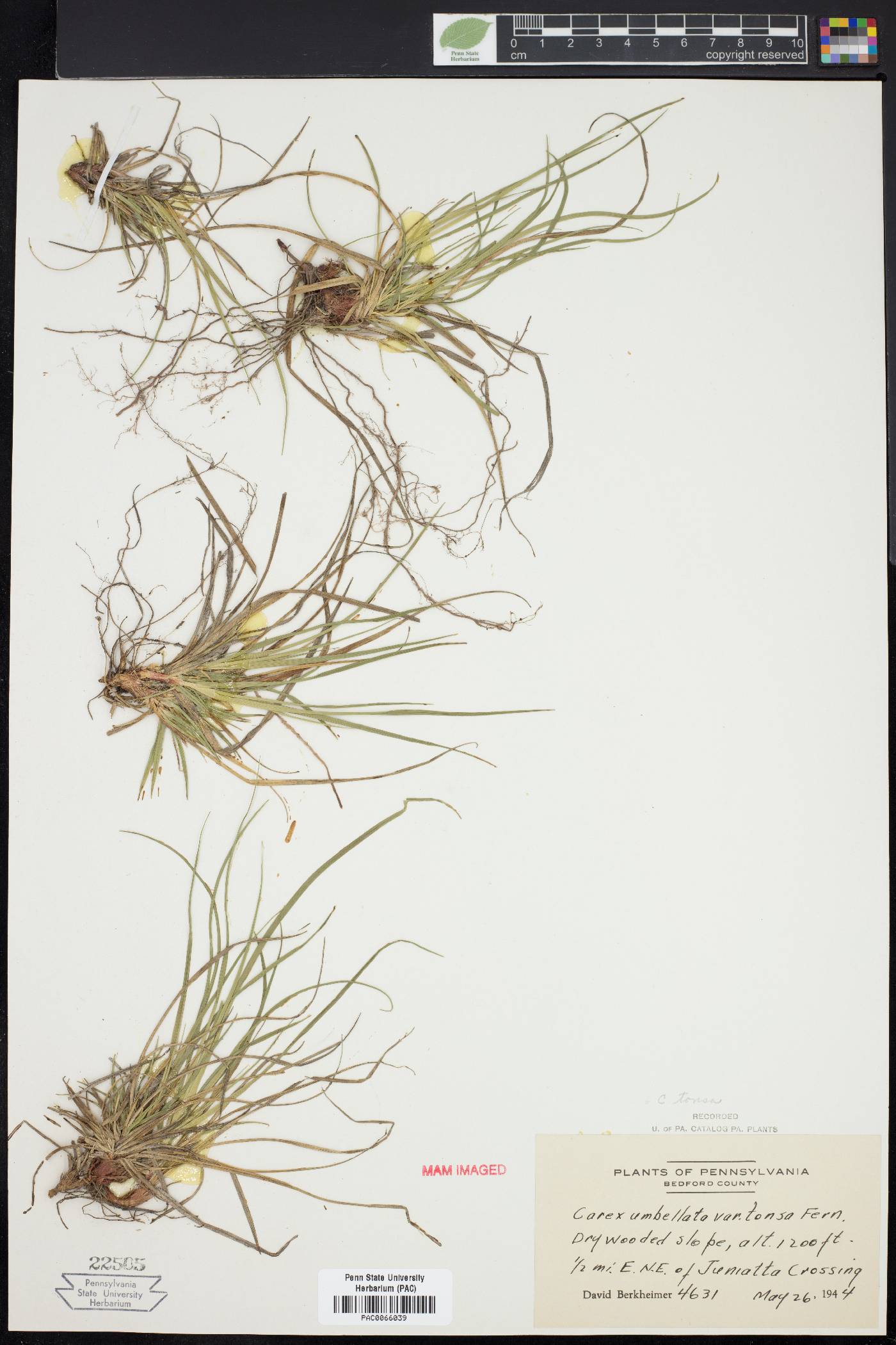 Carex tonsa image