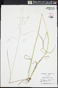 Glyceria grandis image