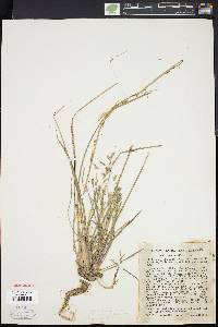 Poa cuspidata image