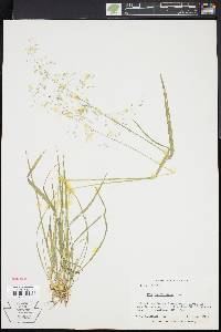 Poa sylvestris image