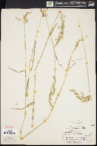 Poa trivialis image