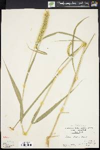 Setaria faberi image