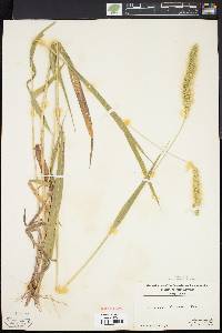 Setaria faberi image