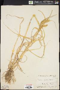 Pennisetum glaucum image