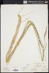 Spartina patens image