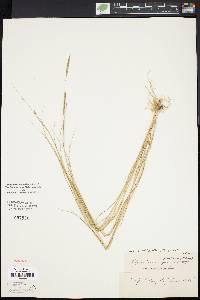 Spartina patens image