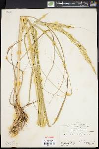 Spartina pectinata image