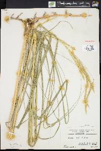 Spartina pectinata image