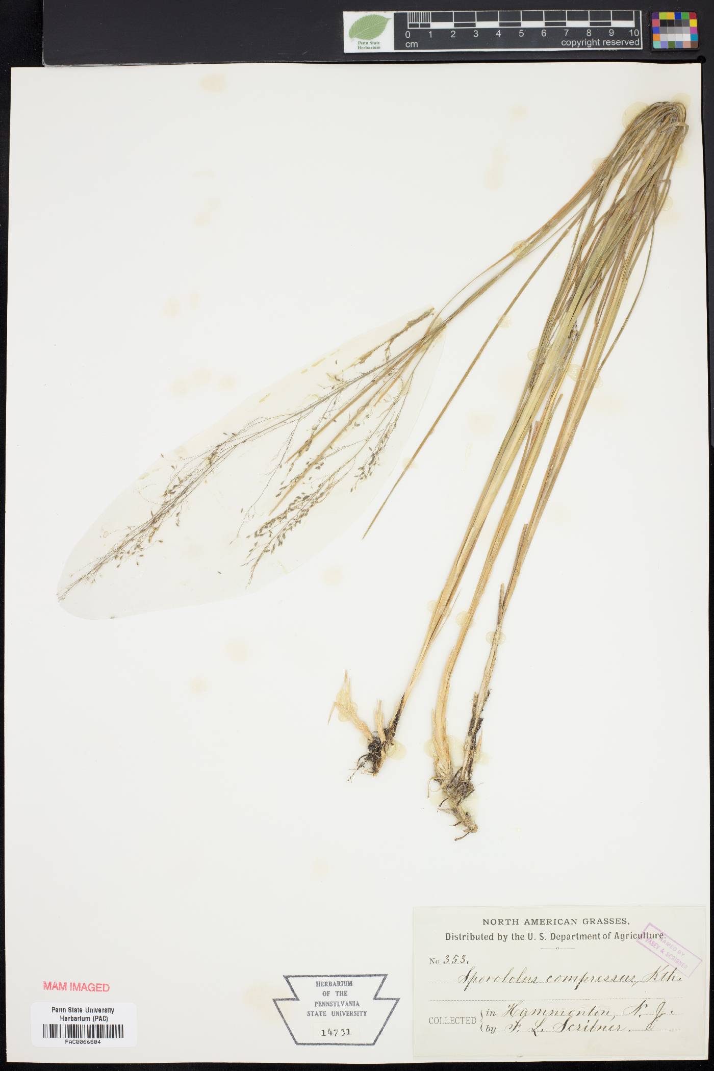 Muhlenbergia torreyana image