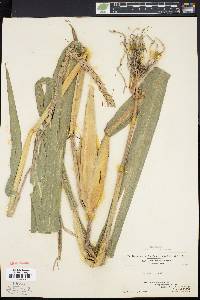 Zea mays image